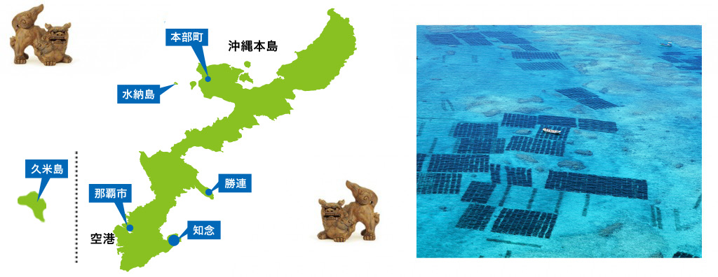 沖縄本島と久米島の地図（本部町・水納島・勝連・知念・久米島）と、もずく漁場の航空写真