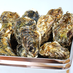 広島産 特選殻付かき 一斗缶(約11kg〜)
